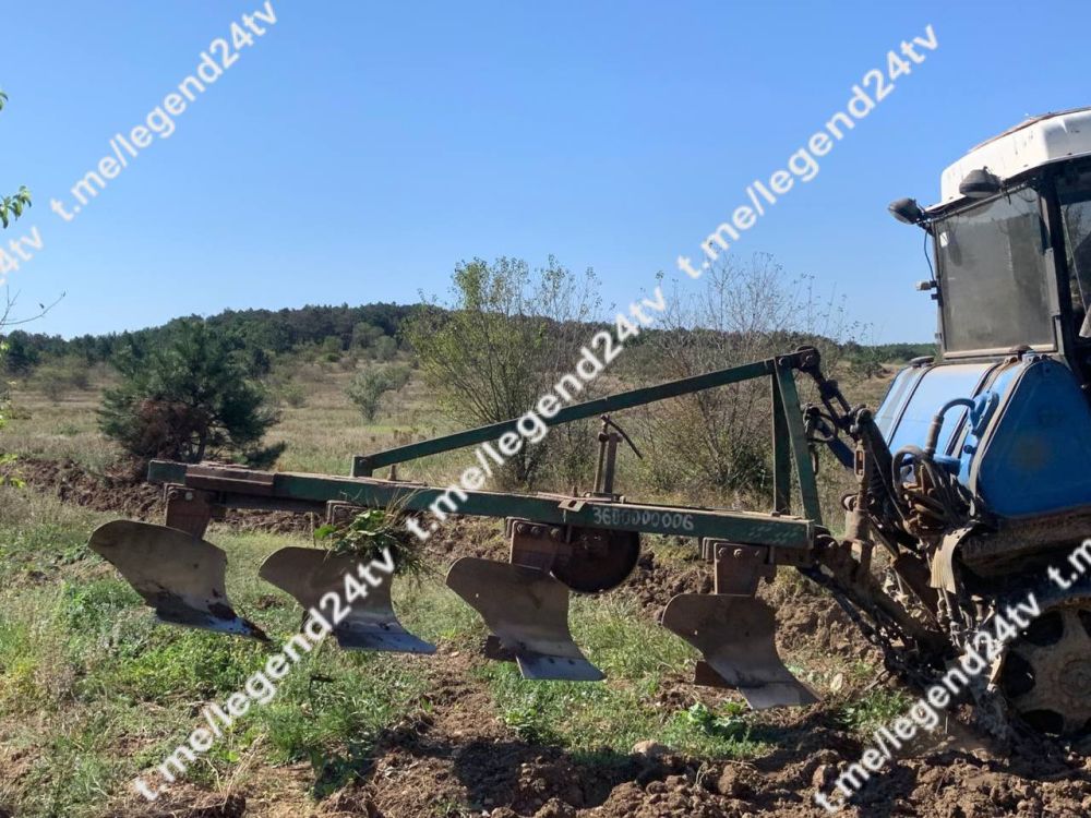 В Мекензиевском лесничестве готовят почву к посадке молодых деревьев ...
