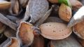 В Крыму выращивают орехи на площади более 2 тысяч гектар
