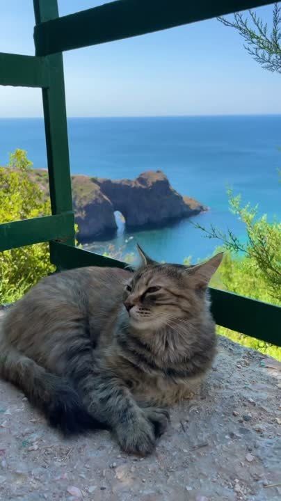 Кот Мостик: Ловите крымского котика для хорошего настроения