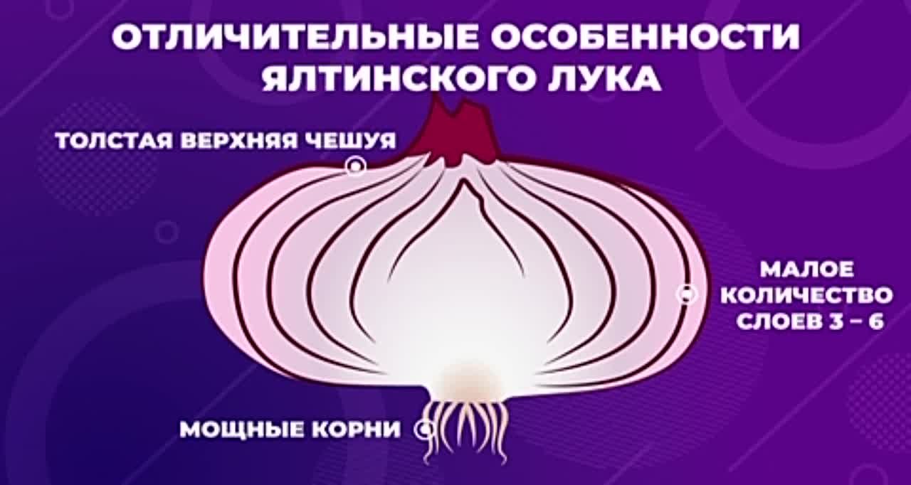 Как отличить настоящий ялтинский лук от подделки? - Лента новостей Крыма