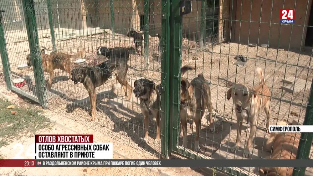 Жители Симферополя жалуются на агрессивных бездомных собак