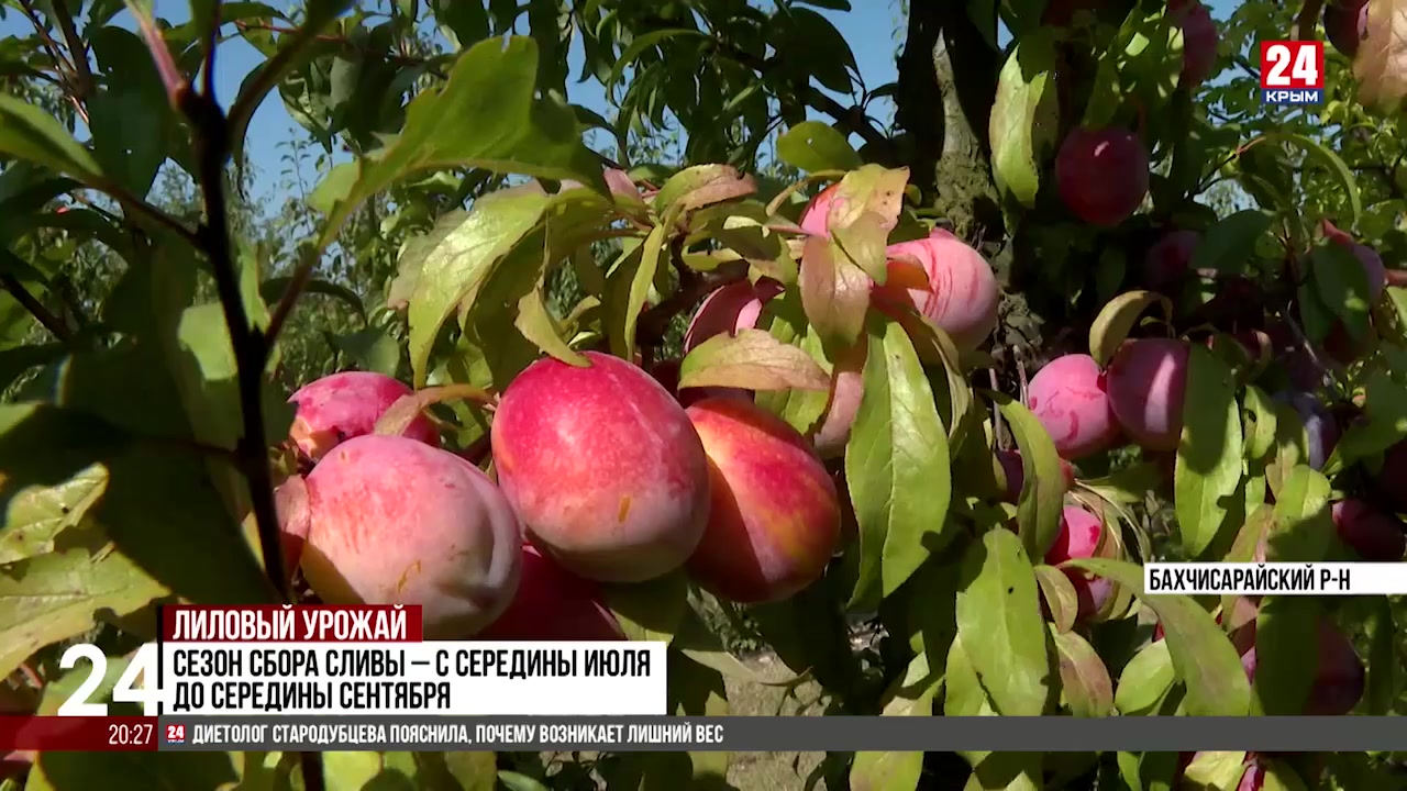 Около 60% крымских слив отправляются на Дальний Восток и в Китай - Лента  новостей Крыма