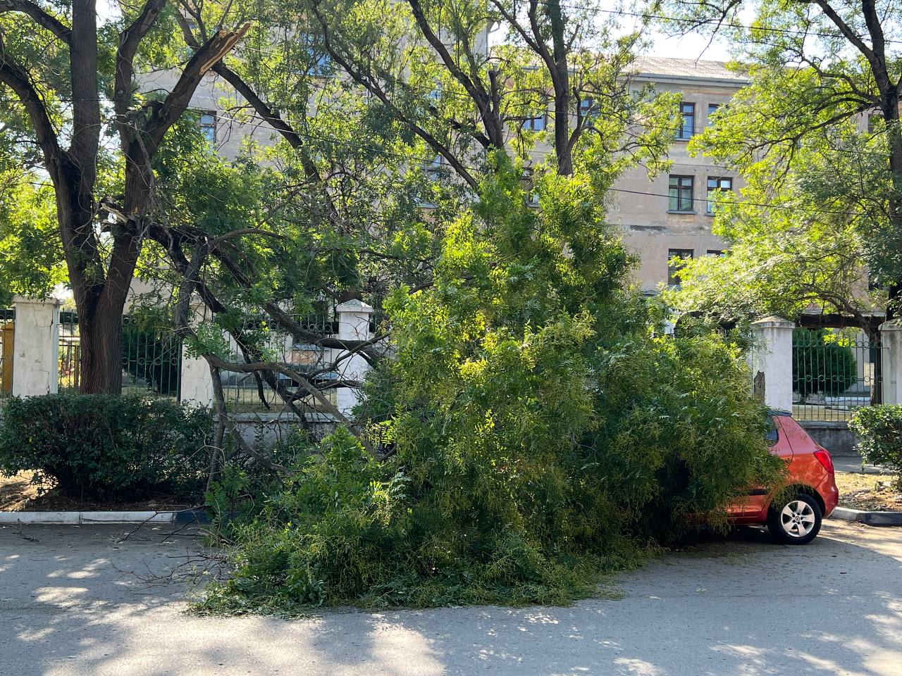 В Симферополе на машину упало дерево - Лента новостей Крыма