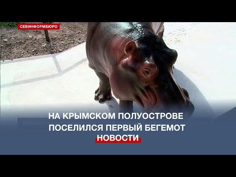 Первый на Крымском полуострове бегемот поселился в Бахчисарайском парке миниатюр