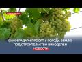 Севастопольские виноградари просят землю под строительство виноделен и дегустационных залов