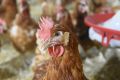 В Крыму проверят поставщиков курятины из-за искусственного завышения цен