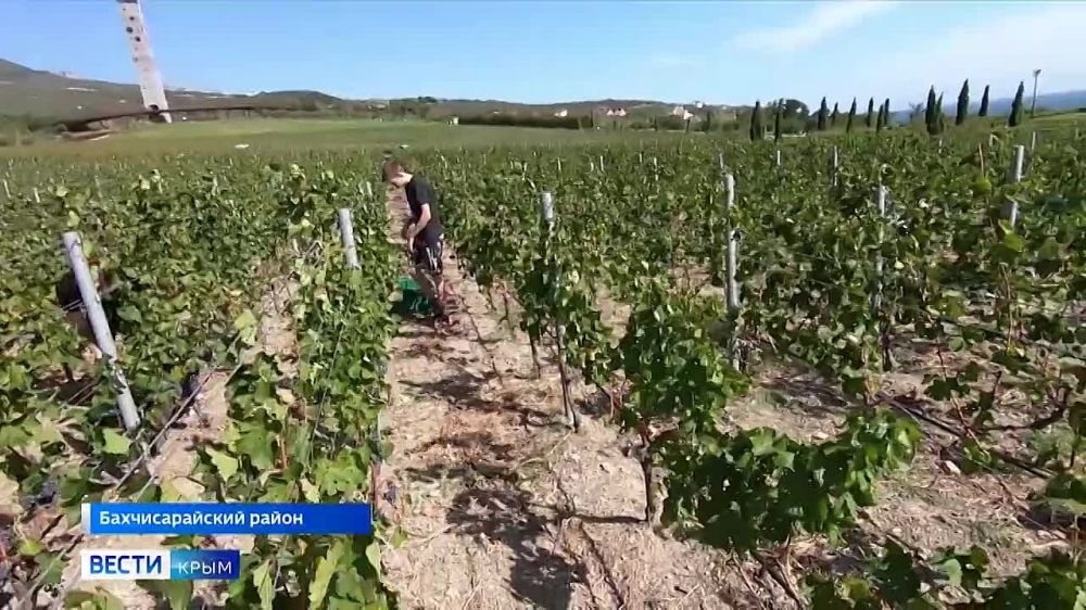 Виноделие в Крыму: традиции, инновации, перспективы