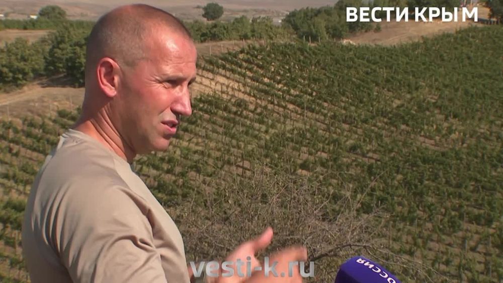 Каждому сорту свой подход: крымские мастера делятся секретами виноградарства