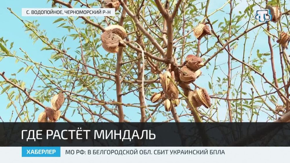 В Крыму стартовала уборка миндаля
