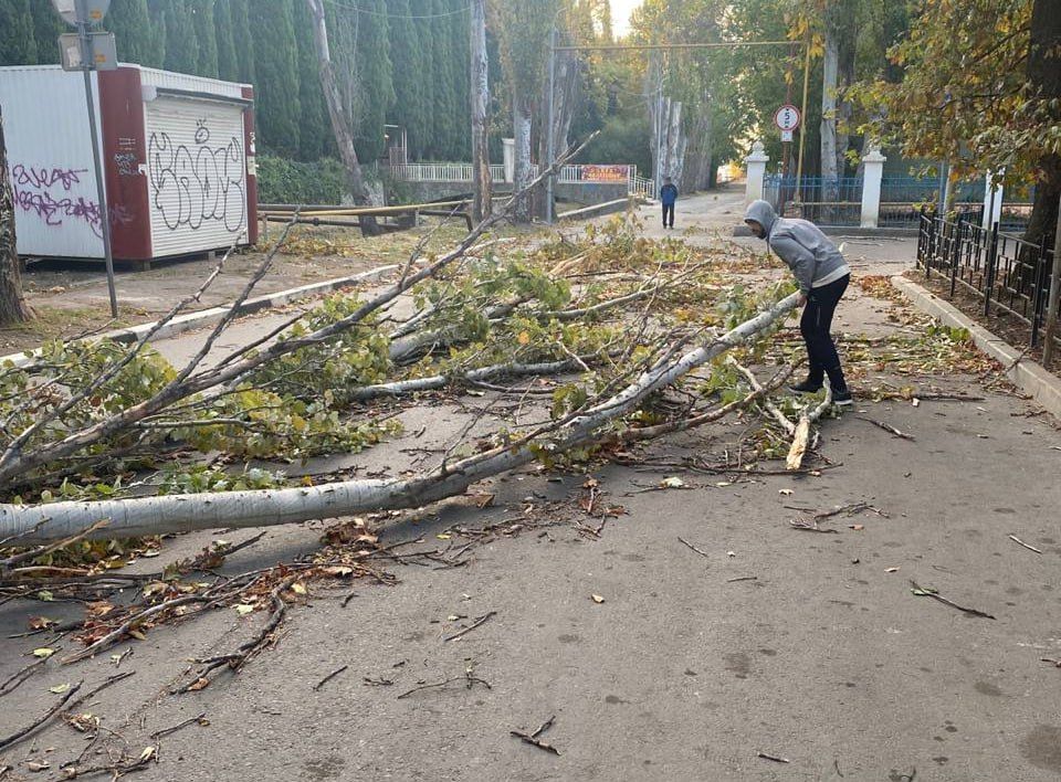 Дерево упало на дорогу