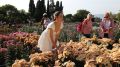 На Южном берегу Крыма выбирают цветочную королеву: открылась выставка «Бал хризантем 2023»
