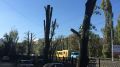 В Симферополе спиливают деревья: как вычисляют аварийные