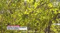 Хурма, зизифус и фисташка: В Феодосии селекционеры выращивают деревья, несвойственные для местной флоры