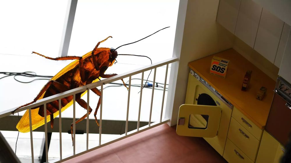 Борьба по правилам: как победить насекомых и грызунов в многоэтажках