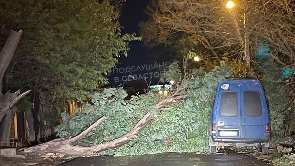 Три дерева повалил ураган в Севастополе