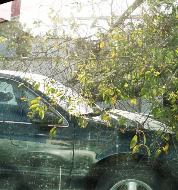 В Симферополе сотрудники МБУ &quot;Город&quot; устраняют последствия сильнейшего штормового ветра, который ломал ветки и с корнями выдирал некоторые деревья