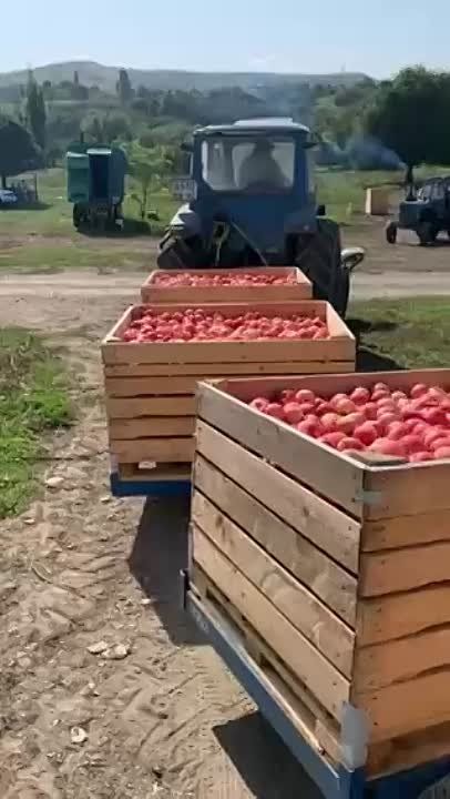 В Белогорском районе завершена уборка яблок