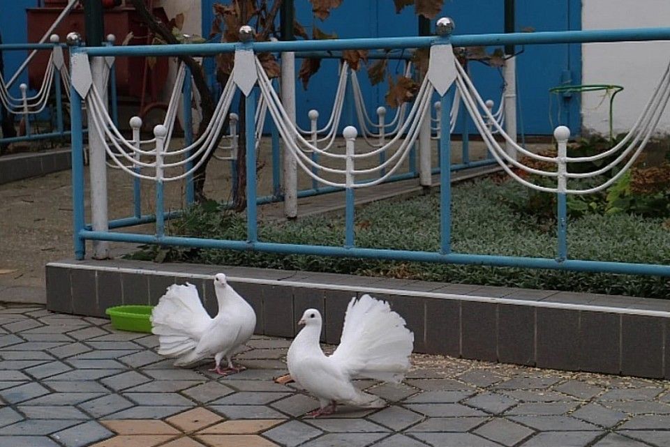 В феодосийском храме святой Екатерины поселилась пара декоративных голубей