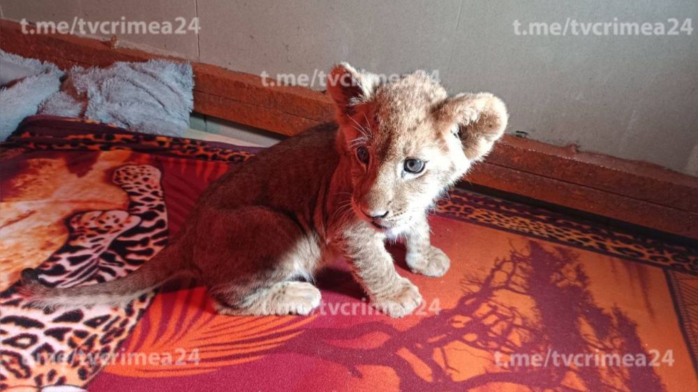 В Крым переехал ещё один львёнок из Донецка