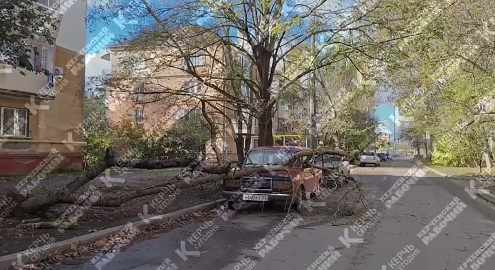 Дерево разбило «семерку» в Керчи