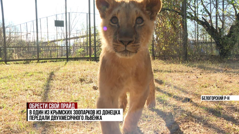В крымский зоопарк перевезли львят из исторических регионов России
