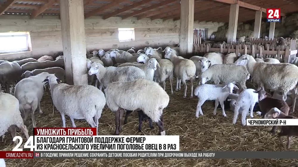 За последние годы фермеры Черноморского района в разы увеличили поголовье овец