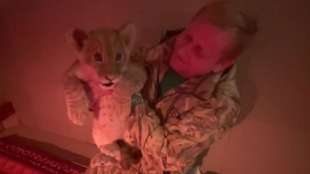 Царь зверей - не домашняя игрушка! В крымский зоопарк передали львенка от бизнесмена из Донецка