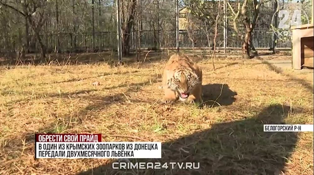 В крымский зоопарк перевезли львят из исторических регионов России