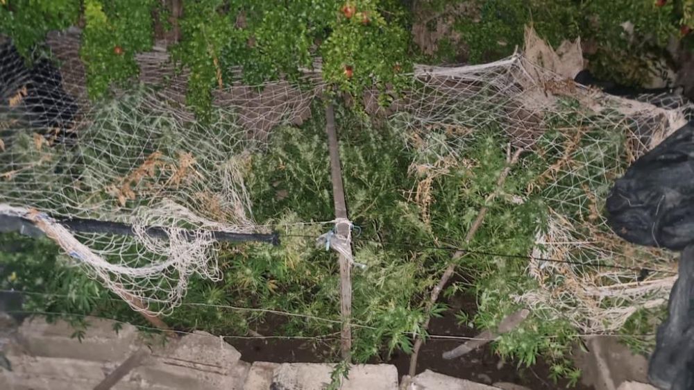Полицейские Алушты установили подозреваемого в хранении марихуаны и культивировании наркосодержащих растений