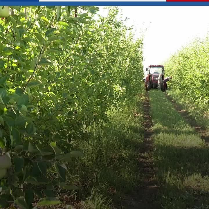 Крымские аграрии продолжают собирать яблоки