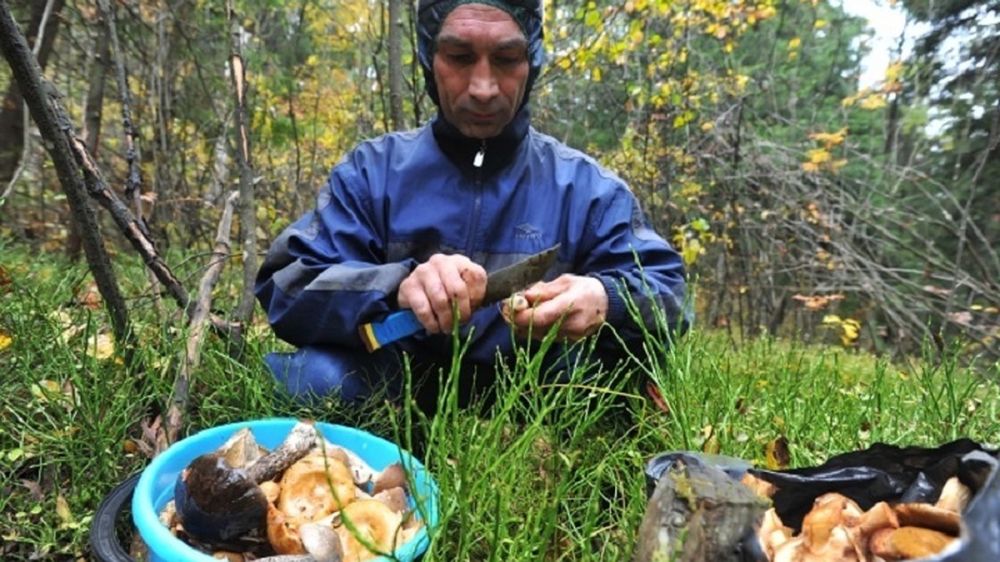 «Тихая охота»: крымские грибники хвастаются полными ведрами маслят, опят и мышат