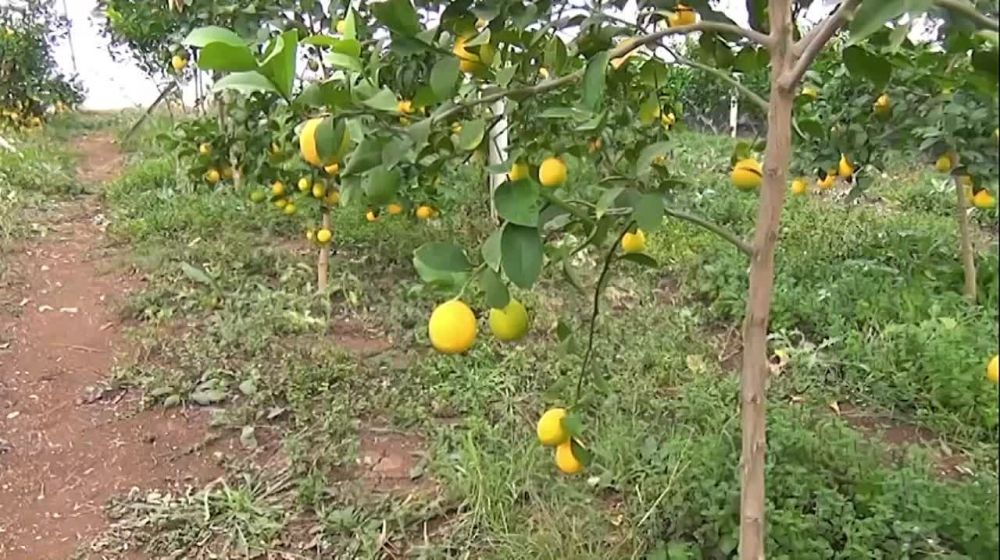 Семья садоводов-любителей почти 30 лет выращивает в Крыму лимоны