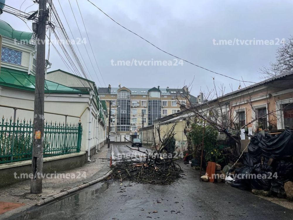 В центре Симферополя рухнувшее дерево перекрыло дорогу