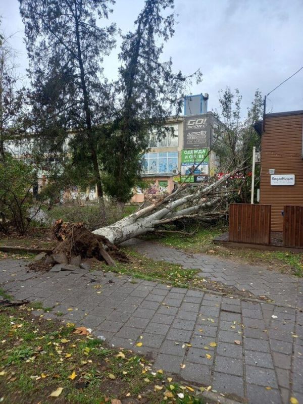 В Керчи шторм повалил деревья, несколько районов остались без света