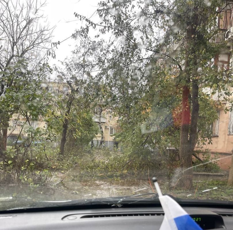 Непогода повалила несколько деревьев в Евпатории