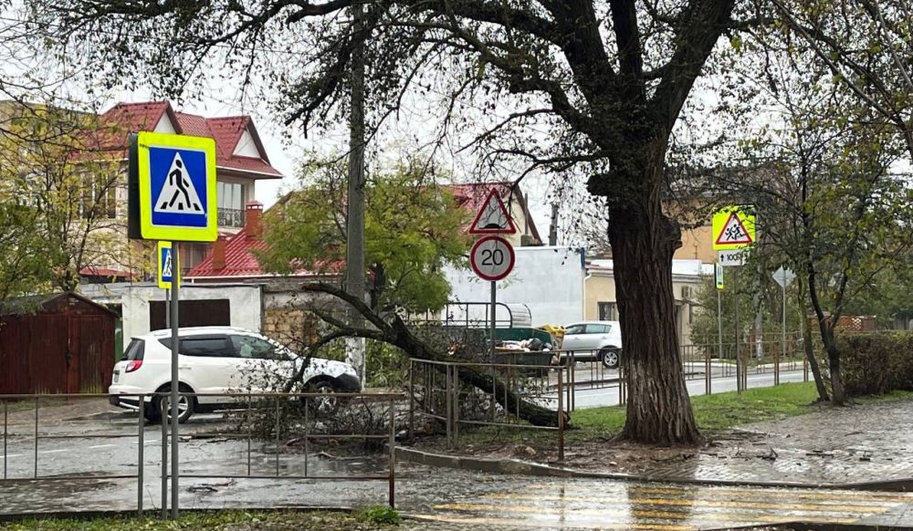 Непогода повалила несколько деревьев в Евпатории