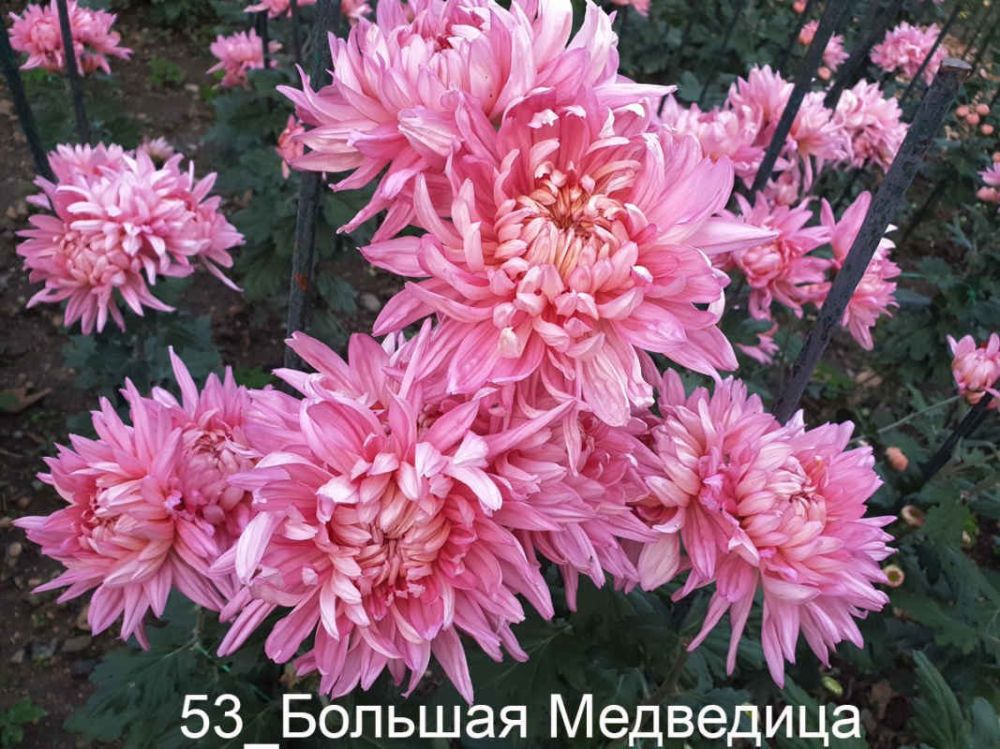 В Крыму определились претендентки на звание королевы «Бала хризантем – 2023» Никитского ботанического сада