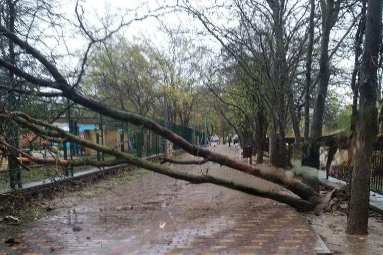 Ветер повалил более 30 деревьев в Евпатории