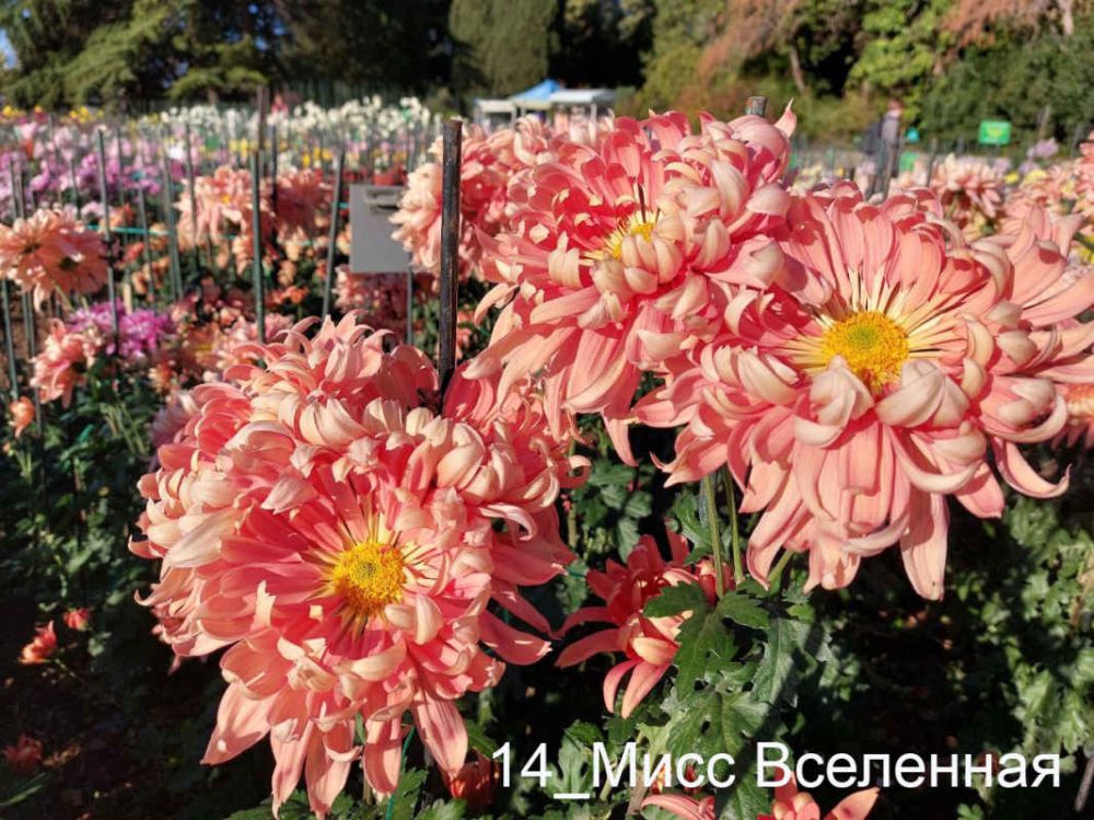 В Крыму определились претендентки на звание королевы «Бала хризантем – 2023» Никитского ботанического сада