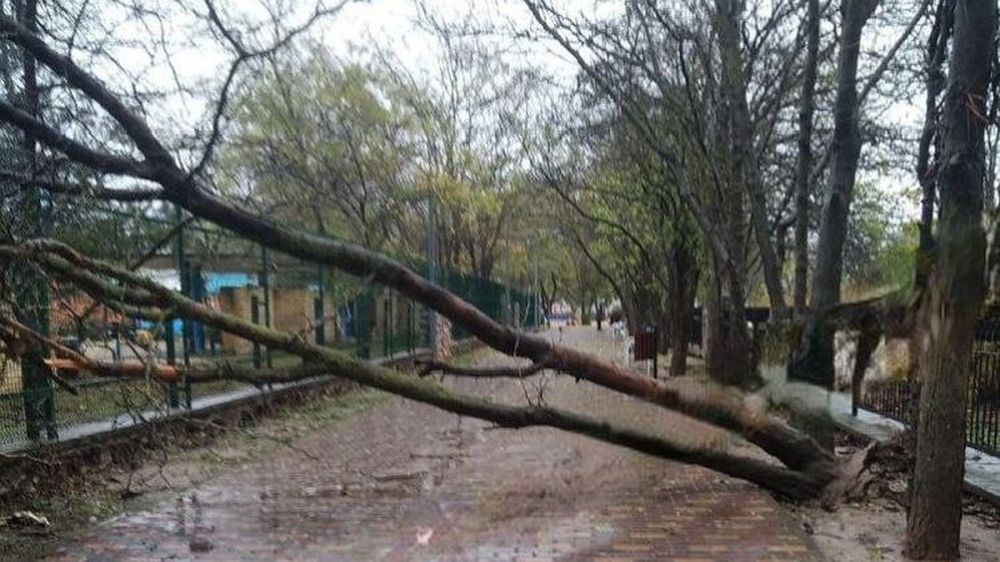 В Евпатории ветер свалил более 30 деревьев