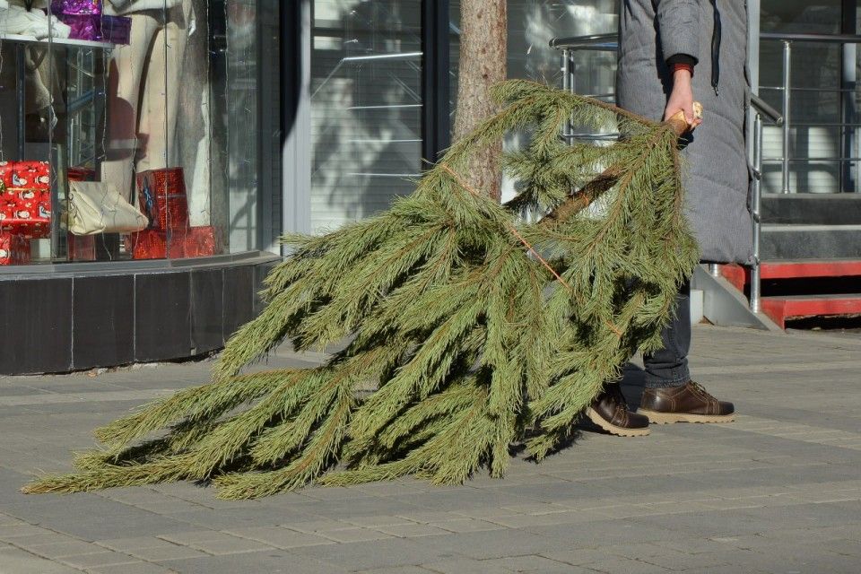 Крымчане перестали рубить новогодние ёлки в заповедниках