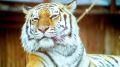 Амурский тигр уже месяц пугает крымчан: В парке "Тайган" поспешили откреститься от зверя