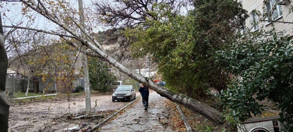 Кто должен убирать упавшие деревья на кладбище