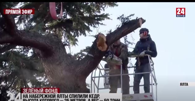 В Ялтинском округе убирают деревья, которые повалил ураганный ветер