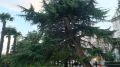 В Ялте во время «шторма века» упало более 100 деревьев