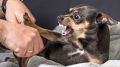 Почему мелкие собаки часто злые и трусливые