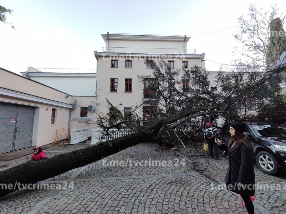 В Ялте дерево упало на площадку возле театра имени А.П. Чехова