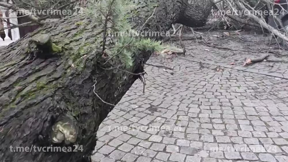 Огромный кедр упал на площадку возле театра имени А.П. Чехова в Ялте