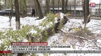В Симферополе сносят аварийные деревья, которые могут представлять опасность в случае очередного урагана