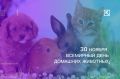 30 ноября Всемирный день домашних животных